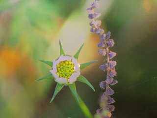 Kuruczné Gál Kriszta kiállítása a Bartókban - fotó: 