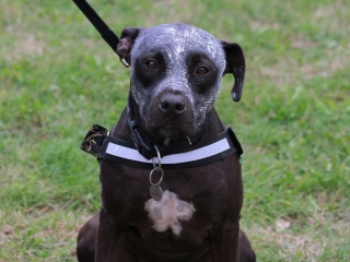 Hard Dog Race Dunaújvárosban - fotó: 