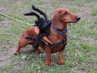 Hard Dog Race Dunaújvárosban - fotó: 