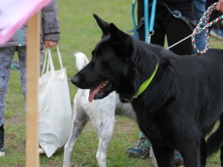 Hard Dog Race Dunaújvárosban - fotó: 