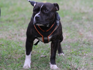 Hard Dog Race Dunaújvárosban - fotó: 