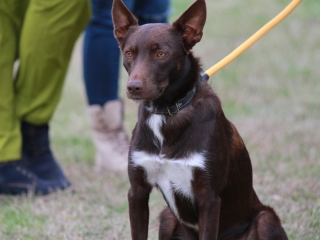 Hard Dog Race Dunaújvárosban - fotó: 