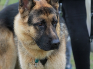 Hard Dog Race Dunaújvárosban - fotó: 