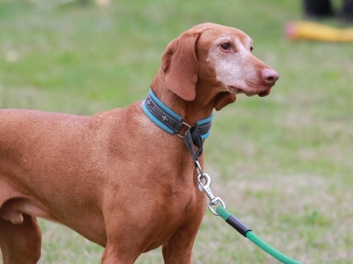 Hard Dog Race Dunaújvárosban - fotó: 