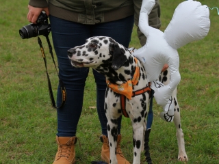 Hard Dog Race Dunaújvárosban - fotó: 