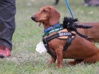 Hard Dog Race Dunaújvárosban - fotó: 