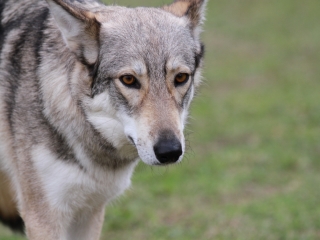 Hard Dog Race Dunaújvárosban - fotó: 