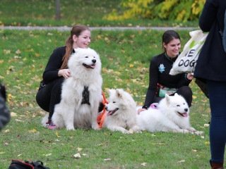 Hard Dog Race Dunaújvárosban - fotó: 