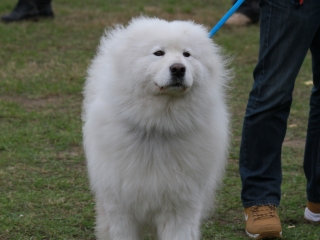 Hard Dog Race Dunaújvárosban - fotó: 
