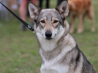 Hard Dog Race Dunaújvárosban - fotó: 