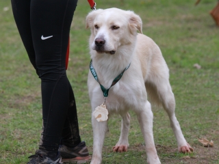 Hard Dog Race Dunaújvárosban - fotó: 