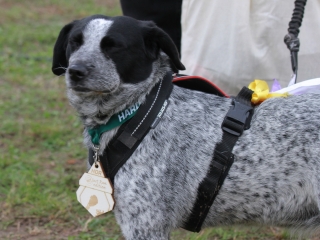 Hard Dog Race Dunaújvárosban - fotó: 