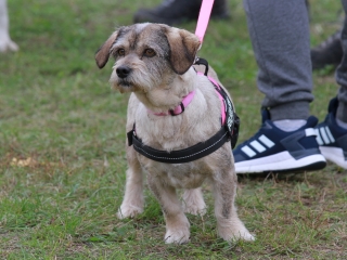Hard Dog Race Dunaújvárosban - fotó: 