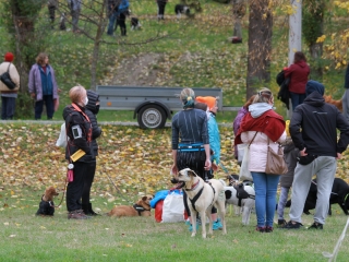 Hard Dog Race Dunaújvárosban - fotó: 