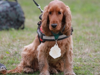 Hard Dog Race Dunaújvárosban - fotó: 