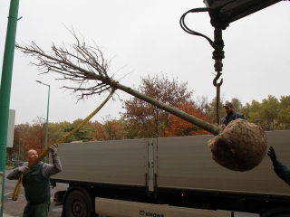 Faültetés a Vasmű úton - fotó: 