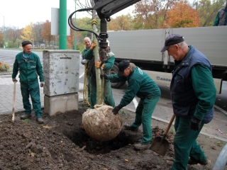 Faültetés a Vasmű úton - fotó: 