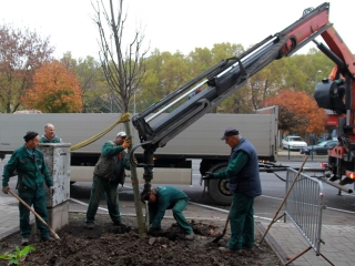 Faültetés a Vasmű úton - fotó: 
