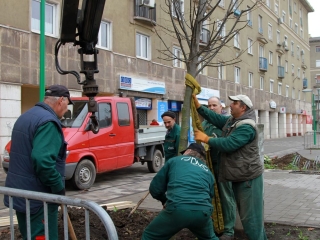 Faültetés a Vasmű úton - fotó: 