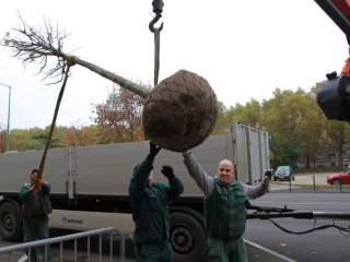 Faültetés a Vasmű úton - fotó: 