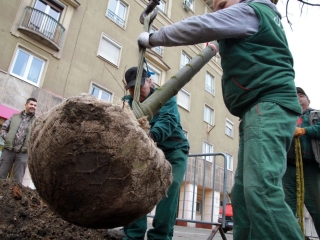 Faültetés a Vasmű úton - fotó: 