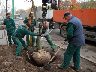Faültetés a Vasmű úton - fotó: 