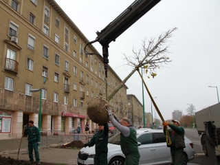 Faültetés a Vasmű úton - fotó: 
