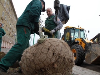 Faültetés a Vasmű úton - fotó: 