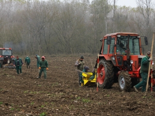 Erdősítés a Schalbert-szigeten - fotó: 