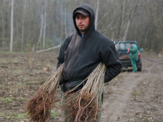 Erdősítés a Schalbert-szigeten - fotó: 