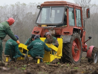 Erdősítés a Schalbert-szigeten - fotó: 
