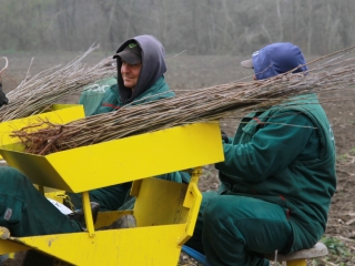 Erdősítés a Schalbert-szigeten - fotó: 