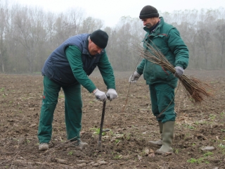 Erdősítés a Schalbert-szigeten - fotó: 