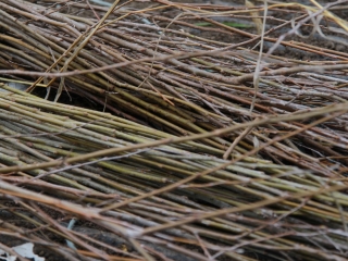 Erdősítés a Schalbert-szigeten - fotó: 