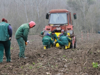 Erdősítés a Schalbert-szigeten - fotó: 