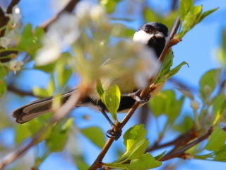 Húsvéti tojáskereső akció a DSTV-vel és a DO-val - fotó: 
