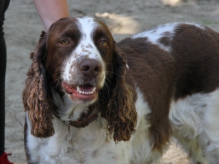 Gyereknap az Aprók Háza Tagóvodában - fotó: 