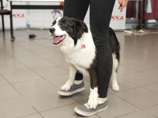 Évet zárt a DKKA - fotó: Sándor Judit