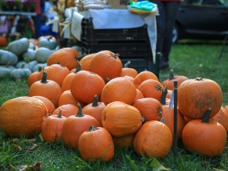 Dunai Kincses Kert – 2021 október - fotó: 