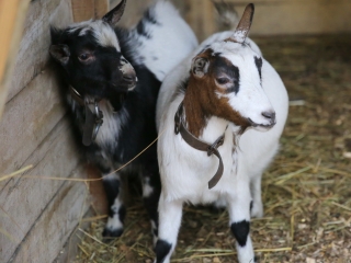 Természettudományi nap az arborétumban - fotó: 