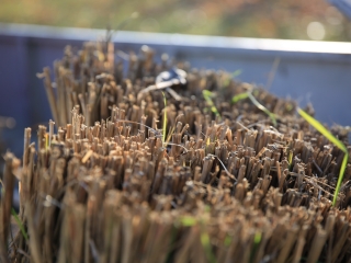 Levélszedés a város közterein - fotó: 