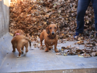 Levélszedés a város közterein - fotó: 