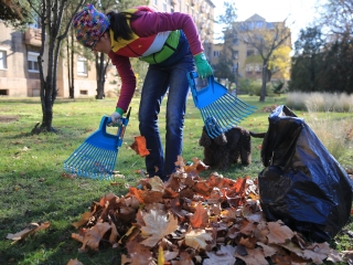 Levélszedés a város közterein - fotó: 