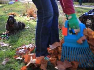 Levélszedés a város közterein - fotó: 