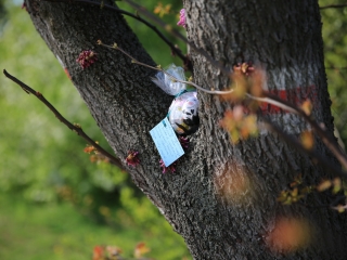 Húsvéti tojáskeresés a DO-val és a DSTV-vel - fotó: 