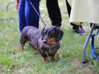 Dunai Kincses Kert: húsvétváró kavalkád - fotó: 