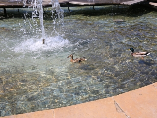 Szökőkútkörkép Dunaújvárosban - fotó: 