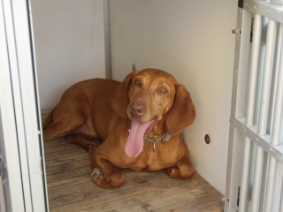 Rendvédelmi nap 2022 – színes programokkal - fotó: 