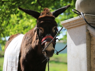 Rácalmási Passió (2022) - fotó: 