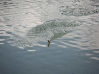 Gyerekek horgászversenye a Szalki-szigeten  - fotó: 